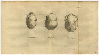 2 Antique Prints-ANTHROPOLGY-HUMAN SKULLS-Stuart-Portman-Kuyper-1802