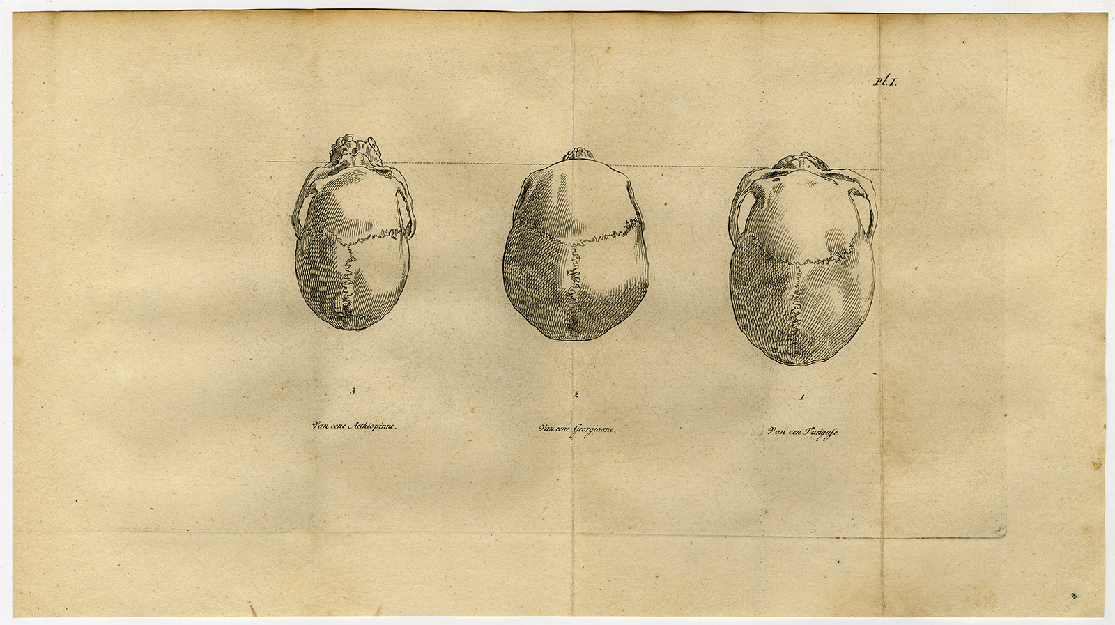 , 2 Antique Prints-ANTHROPOLGY-HUMAN SKULLS-Stuart-Portman-Kuyper-1802, Pictura Antique Prints