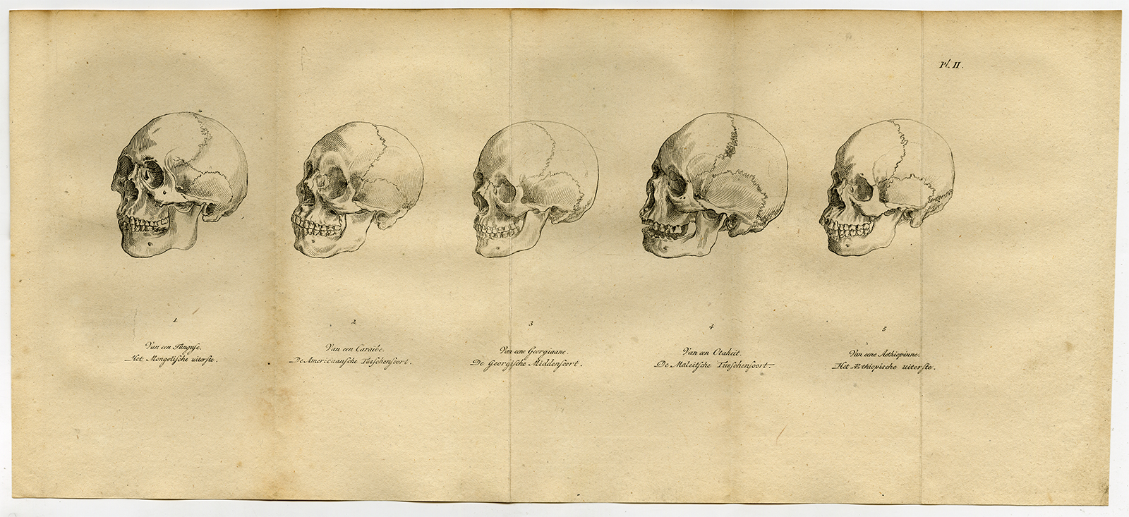, 2 Antique Prints-ANTHROPOLGY-HUMAN SKULLS-Stuart-Portman-Kuyper-1802, Pictura Antique Prints