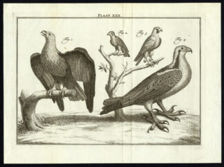Antique Print-BIRDS OF PREY-PLATE XXX-Houttuyn-Philips-1774