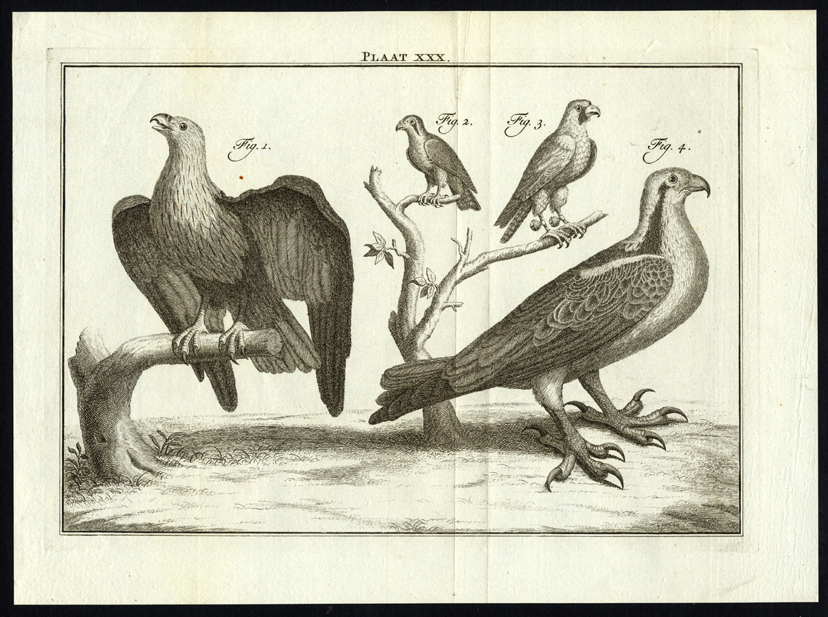 , Antique Print-BIRDS OF PREY-PLATE XXX-Houttuyn-Philips-1774, Pictura Antique Prints