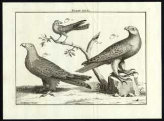 Antique Print-BIRDS OF PREY-PLATE XXXI-Houttuyn-Philips-1774