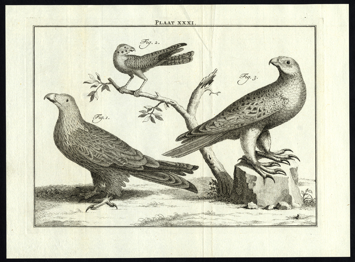 , Antique Print-BIRDS OF PREY-PLATE XXXI-Houttuyn-Philips-1774, Pictura Antique Prints
