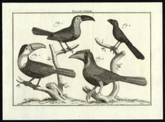 Antique Print-BIRDS-TOUCAN-HORNBILL-PLATE XXXIII-Houttuyn-Philips-1774