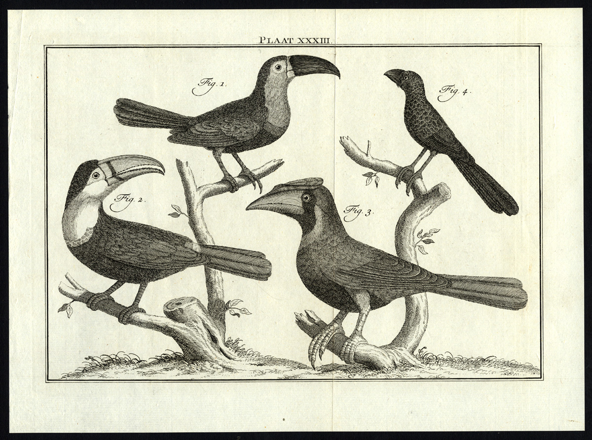 , Antique Print-BIRDS-TOUCAN-HORNBILL-PLATE XXXIII-Houttuyn-Philips-1774, Pictura Antique Prints