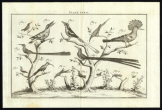 Antique Print-HOOPOE-HUMMINGBIRD-FLYCATCHER-PLATE XXXVI-Houttuyn-Philips-1774