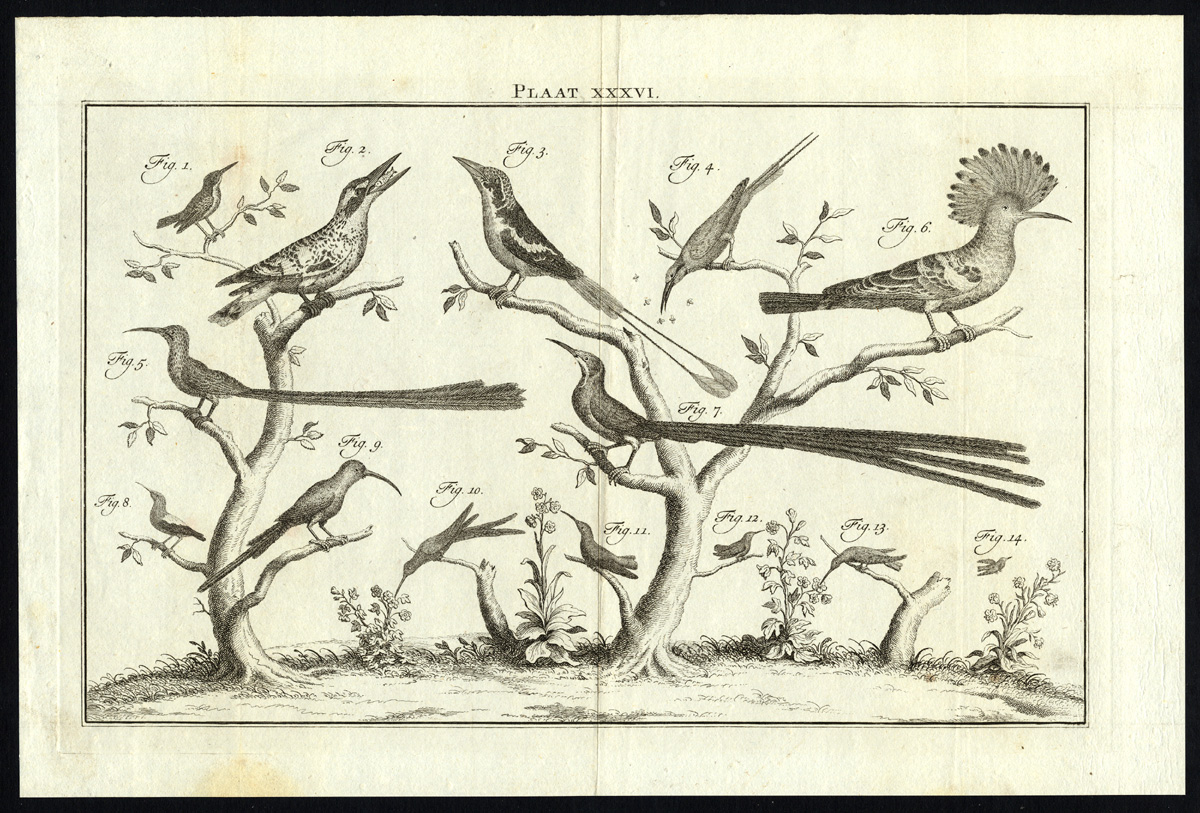 , Antique Print-HOOPOE-HUMMINGBIRD-FLYCATCHER-PLATE XXXVI-Houttuyn-Philips-1774, Pictura Antique Prints