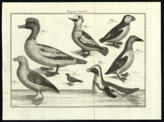 Antique Print-PUFFIN-MERGANSER-AUK-GULL-PLATE XXXVII-Houttuyn-Philips-1774