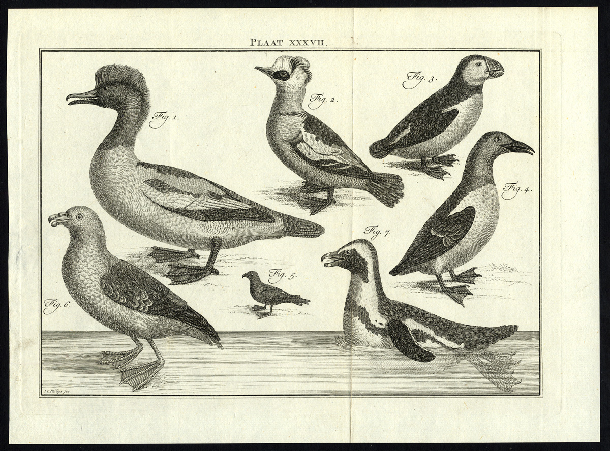 , Antique Print-PUFFIN-MERGANSER-AUK-GULL-PLATE XXXVII-Houttuyn-Philips-1774, Pictura Antique Prints
