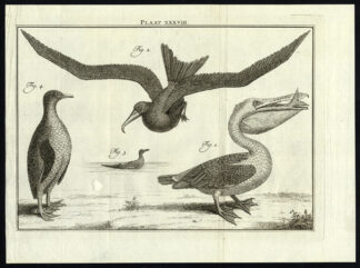 Antique Print-FRIGATEBIRD-PELICAN-PLATE XXXVIII-Houttuyn-Philips-1774