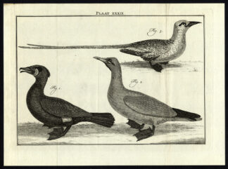 Antique Print-CORMORANT-TROPICBIRD-PLATE XXXIX-Houttuyn-Philips-1774