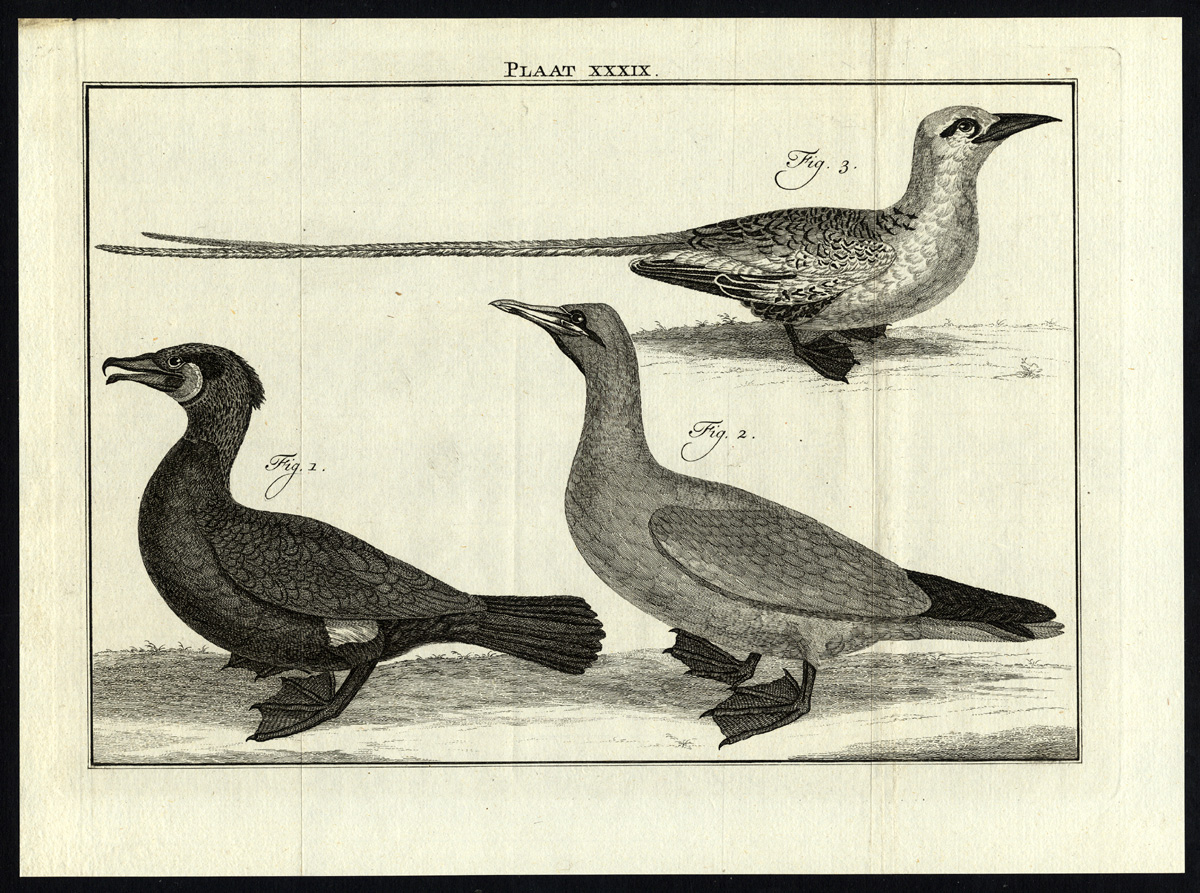 , Antique Print-CORMORANT-TROPICBIRD-PLATE XXXIX-Houttuyn-Philips-1774, Pictura Antique Prints