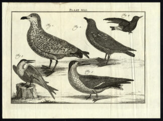 Antique Print-SEAGULL-STORM PETREL-TERN-BIRD-PLATE XLI-Houttuyn-Philips-1774