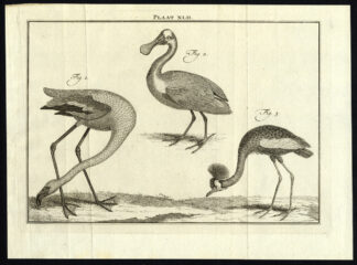 Antique Print-SPOONBILL-FLAMINGO-CRESTED CRANE-PLATE XLII-Houttuyn-Philips-1774