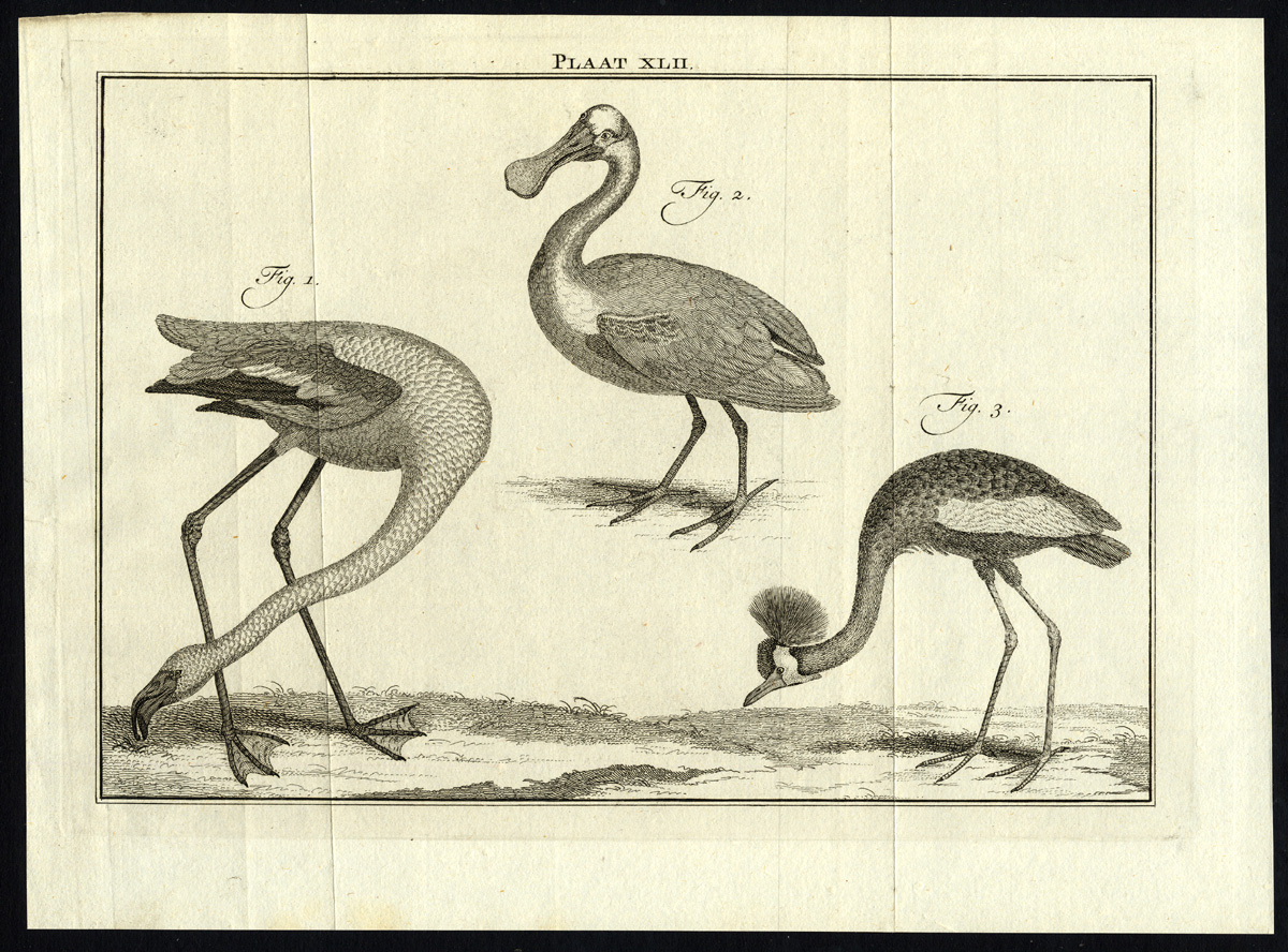 , Antique Print-SPOONBILL-FLAMINGO-CRESTED CRANE-PLATE XLII-Houttuyn-Philips-1774, Pictura Antique Prints