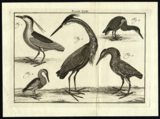 Antique Print-PURPLE HERON-BIRD-PLATE XLIII-Houttuyn-Philips-1774