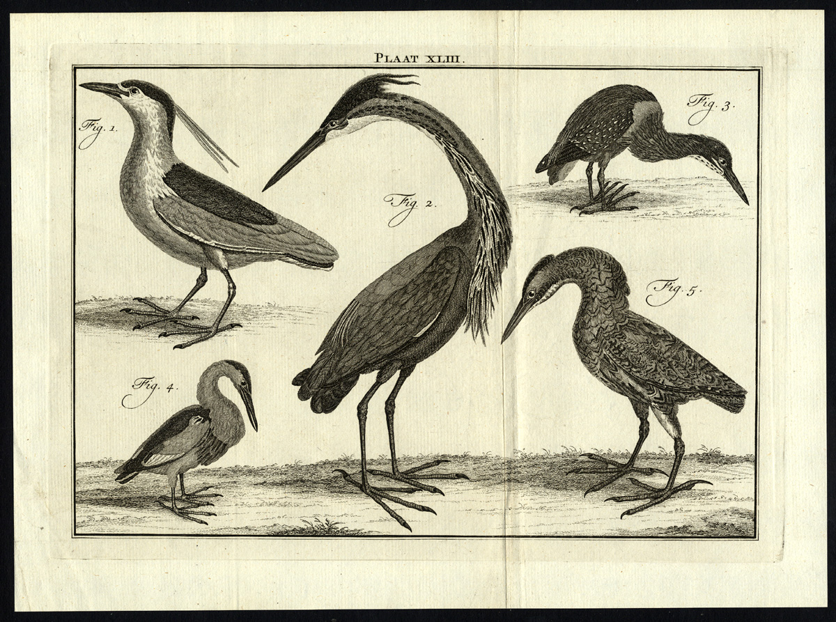 , Antique Print-PURPLE HERON-BIRD-PLATE XLIII-Houttuyn-Philips-1774, Pictura Antique Prints