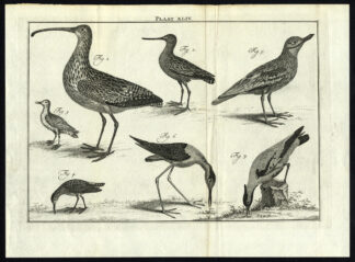 Antique Print-LAPWING-GODWIT-CURLEW-PLOVER-PLATE XLIV-Houttuyn-Philips-1774