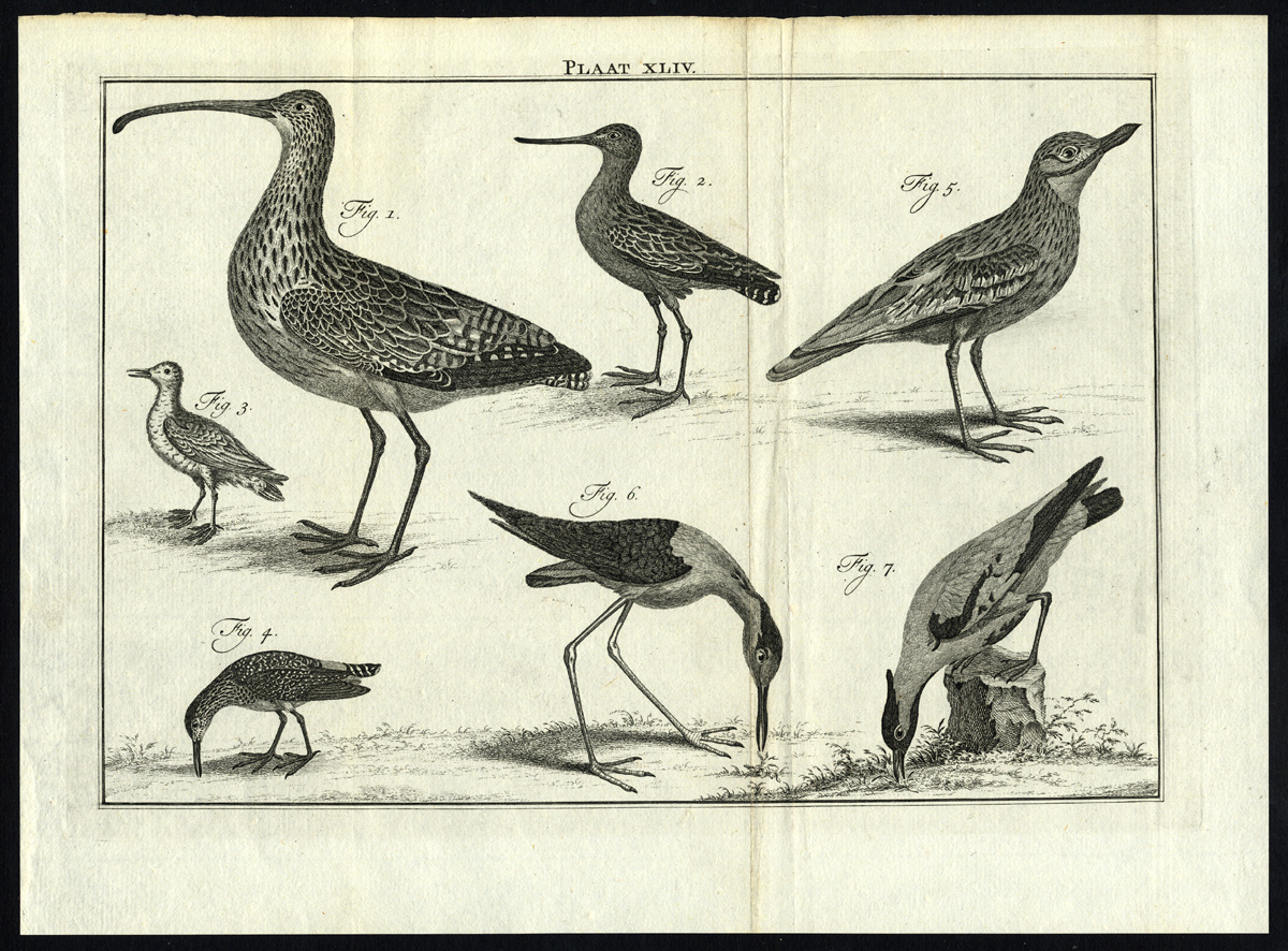 , Antique Print-LAPWING-GODWIT-CURLEW-PLOVER-PLATE XLIV-Houttuyn-Philips-1774, Pictura Antique Prints