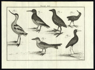 Antique Print-OYSTER CATCHER-AVOCET-MOORHEN-PLATE XLV-Houttuyn-Philips-1774