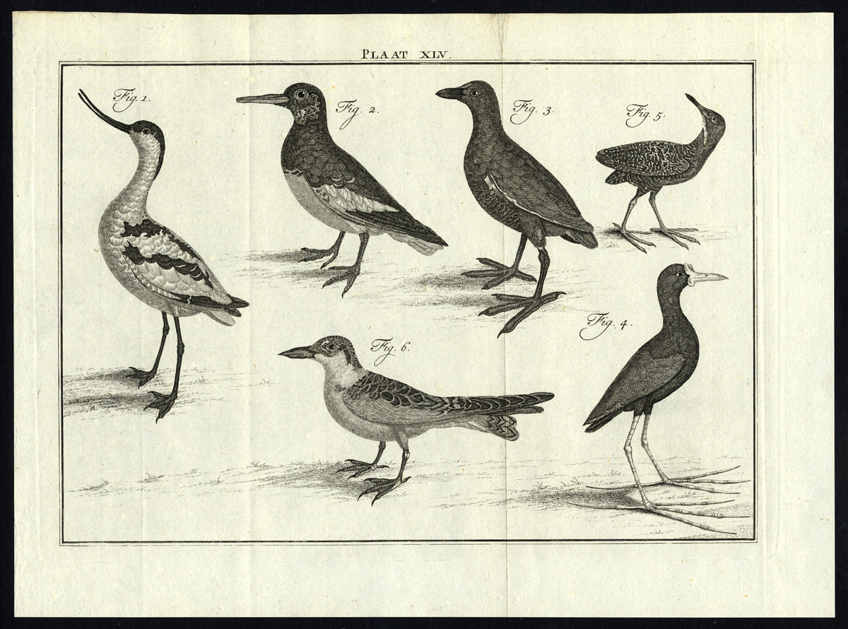 , Antique Print-OYSTER CATCHER-AVOCET-MOORHEN-PLATE XLV-Houttuyn-Philips-1774, Pictura Antique Prints