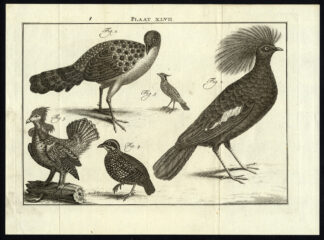 Antique Print-CROWNED PIGEON-QUAIL-FOWL-BIRD-PLATE XLVII-Houttuyn-Philips-1774