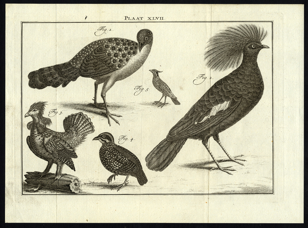 , Antique Print-CROWNED PIGEON-QUAIL-FOWL-BIRD-PLATE XLVII-Houttuyn-Philips-1774, Pictura Antique Prints