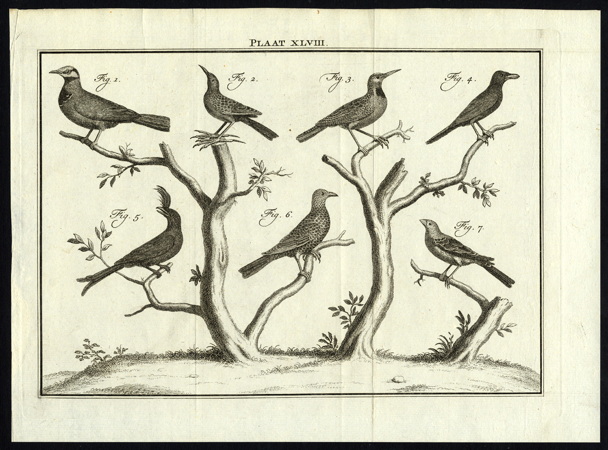 , Antique Print-BIRDS-PLATE XLVIII-Houttuyn-Philips-1774, Pictura Antique Prints