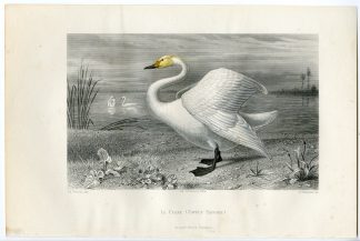 Antique Print-WHOOPER SWAN-SWAN-Buffon-1853