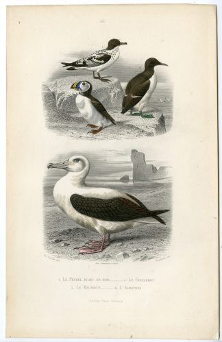 Antique Print-PETREL-PUFFIN-AUK-ALBATROSS-Buffon-1853