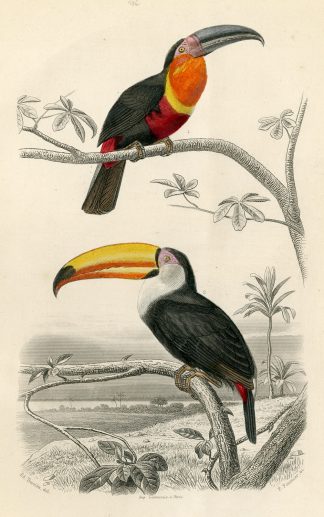 Antique Print-TOCO TOUCAN-TOUCAN-Buffon-1853