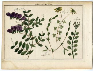 Antique Print-LATHYRUS-SWEETVETCH-LOTUS-Houttuyn-1774