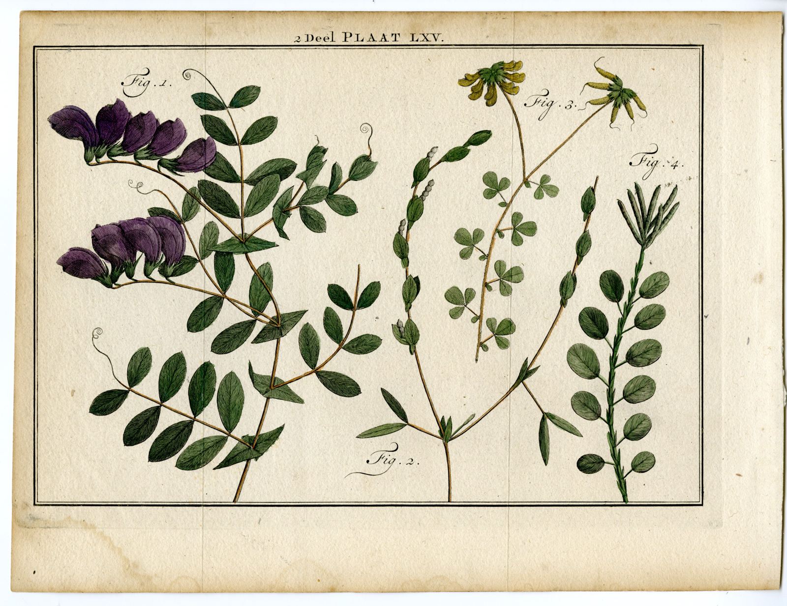 , Antique Print-LATHYRUS-SWEETVETCH-LOTUS-Houttuyn-1774, Pictura Antique Prints