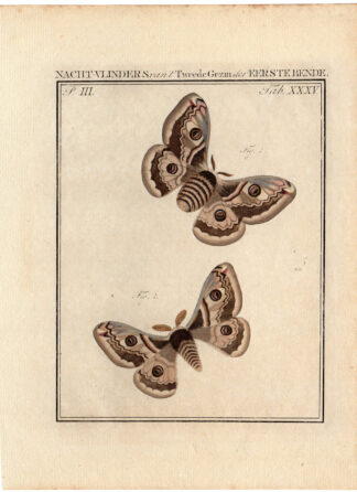 Antique Print-BUTTERFLY-INSECT-Sepp-1765