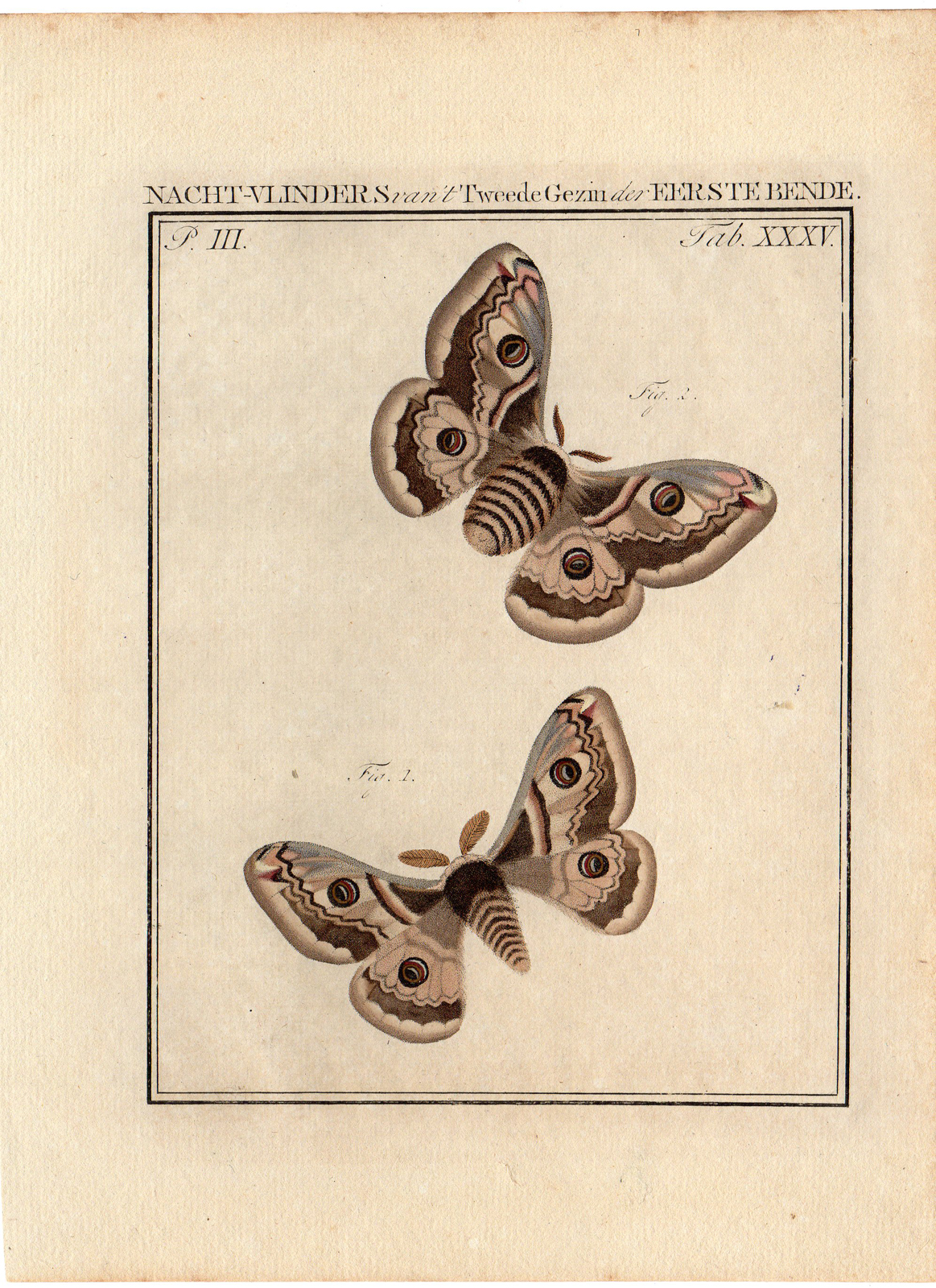 , Antique Print-BUTTERFLY-INSECT-Sepp-1765, Pictura Antique Prints