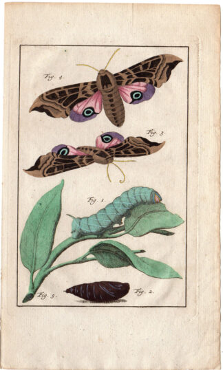 Antique Print-MOTH-INSECT-CATTERPILLAR-Anonymous-c.1750