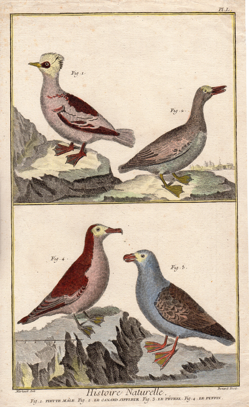 , Antique Print-WATER BIRDS-Martinet-Benard-1762-1777, Pictura Antique Prints