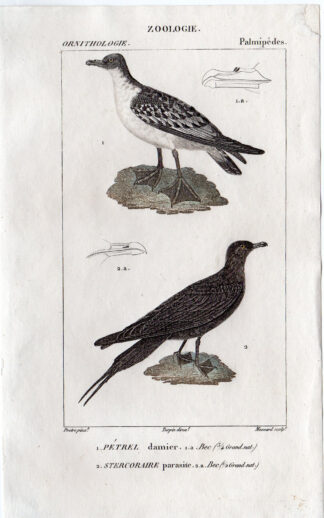 Antique Print- ORNITHOLGY-BIRD-CAPE PETREL-ARCTIC SKUA ARCTIC-Massard-1816