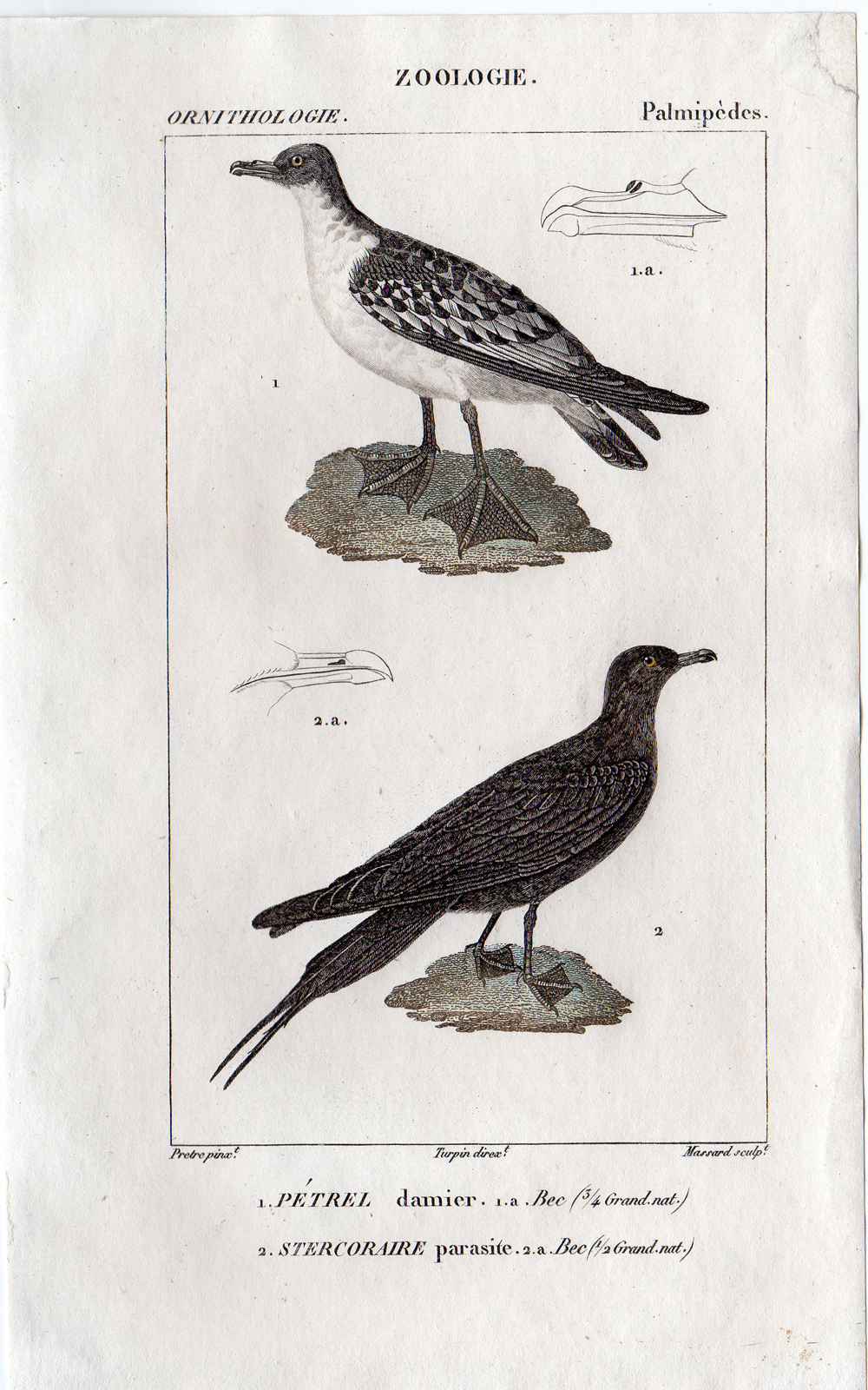 , Antique Print- ORNITHOLGY-BIRD-CAPE PETREL-ARCTIC SKUA ARCTIC-Massard-1816, Pictura Antique Prints