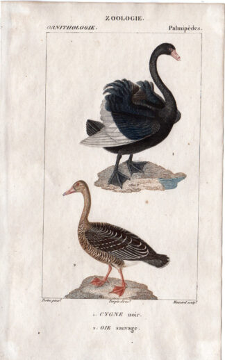 Antique Print- ORNITHOLGY-BIRD-BLACK SWAN-WILD GOOSE-Petre-Massard-1816