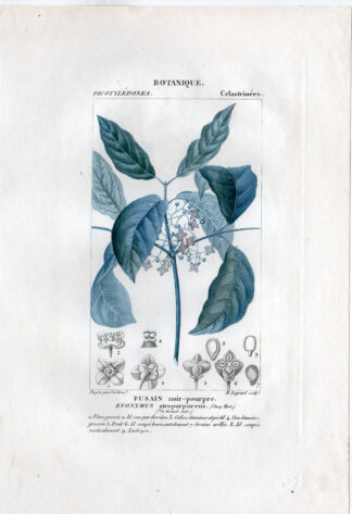 Antique Print-BOTANICAL-FLOWER-DICOTYLEDONES-CELASTRINEES-Turpin-Legrand-1816
