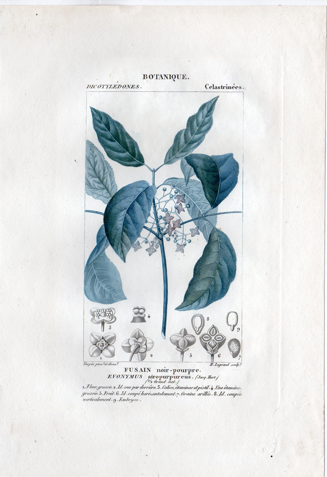 , Antique Print-BOTANICAL-FLOWER-DICOTYLEDONES-CELASTRINEES-Turpin-Legrand-1816, Pictura Antique Prints