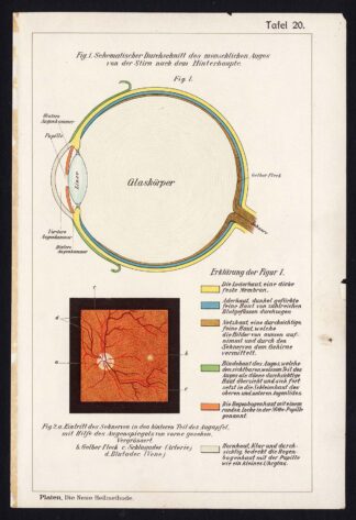 Antique Print-MEDICAL-EYE-CROSS SECTION-Taf 20-Platen-1907