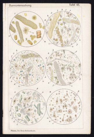 Antique Print MEDICAL-KIDNEY-BLADDER-INFLAMMATION-DISEAES-Taf 43-Platen-1907