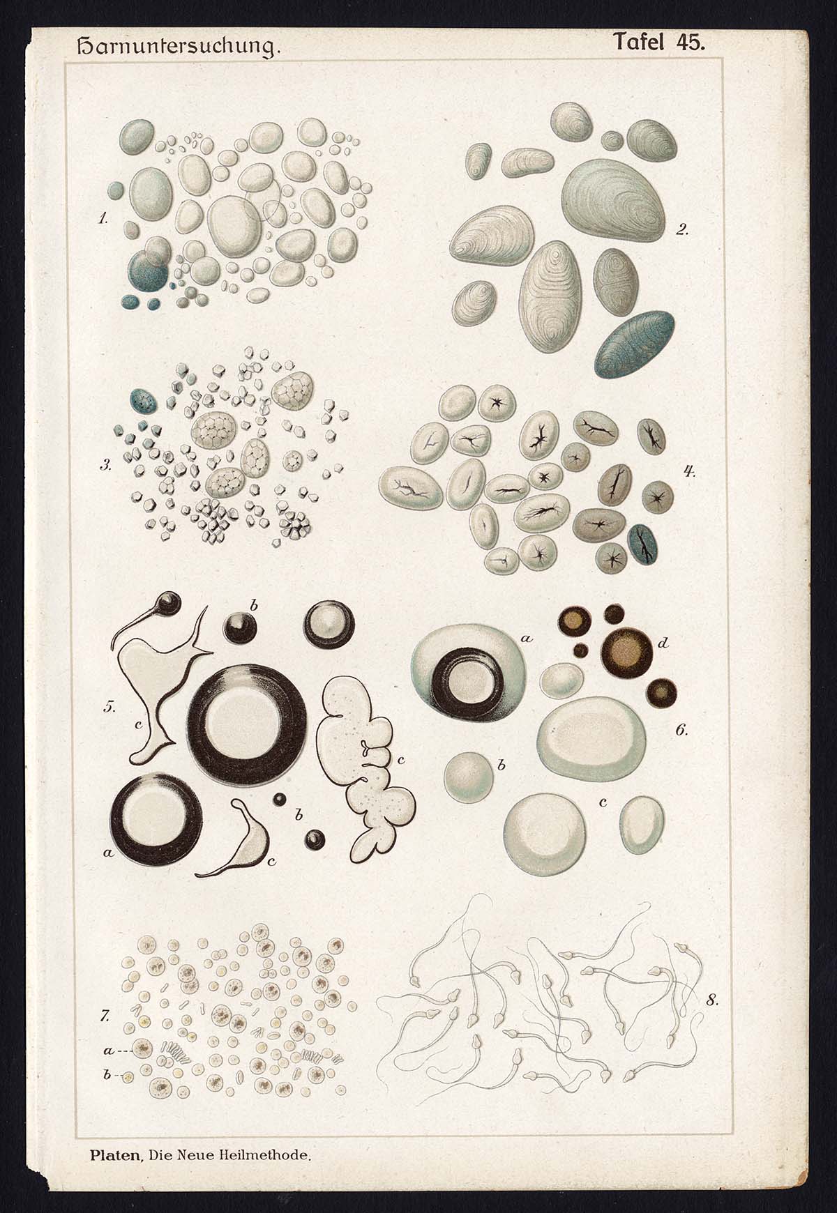 , Antique Print MEDICAL-WHEAT-POTATO-RICE-BUBBLE-BLOOD-SPERM-Taf 45-Platen-1907, Pictura Antique Prints