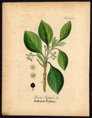 Rare Antique Botanical Print-SASSAFRAS ALBIDUM-WHITE-RED-Artus-Kirchner-1848