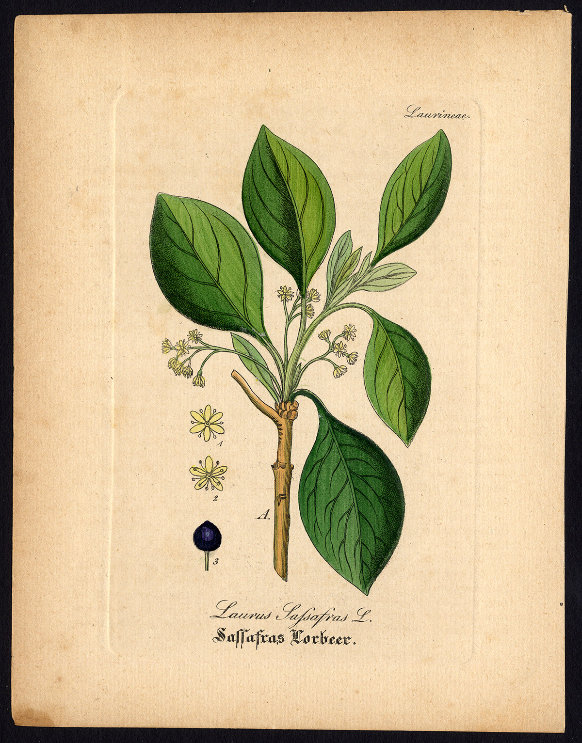 , Rare Antique Botanical Print-SASSAFRAS ALBIDUM-WHITE-RED-Artus-Kirchner-1848, Pictura Antique Prints
