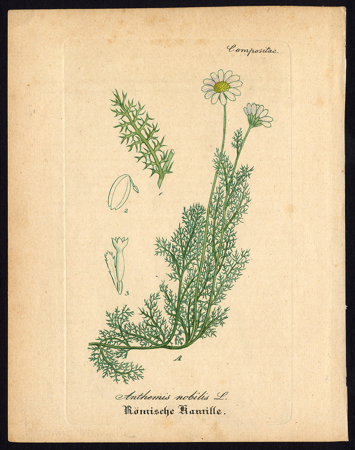 , Rare Antique Botanical Print-ROMAN CHAMOMILE-ENGLISH-GARDEN-Artus-Kirchner-1848, Pictura Antique Prints