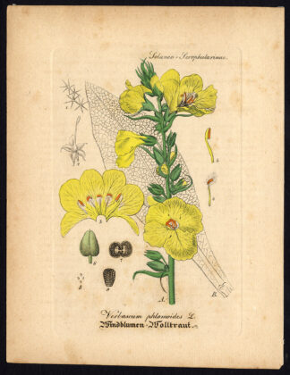 Rare Antique Botanical Print-MULLEIN-VERBASCUM PHLOMOIDES-Artus-Kirchner-1848