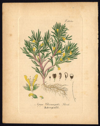 Rare Antique Botanical Print-YELLOW BUGLE-GROUND PINE-Artus-Kirchner-1848